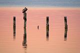 Pelly On A Piling_39491